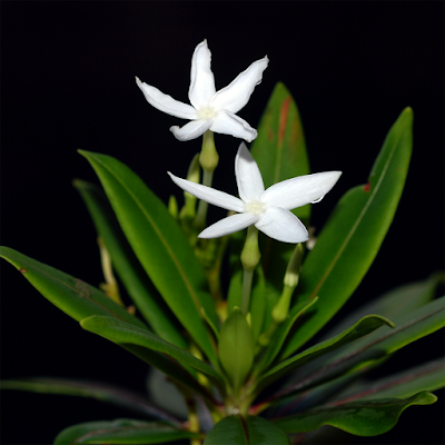 ตีนเป็ดแคระ ไม้เฉพาะถิ่นของไทย ดอกเป็นช่อสีขาว ไม่มีกลิ่น ออกดอกตลอดปี