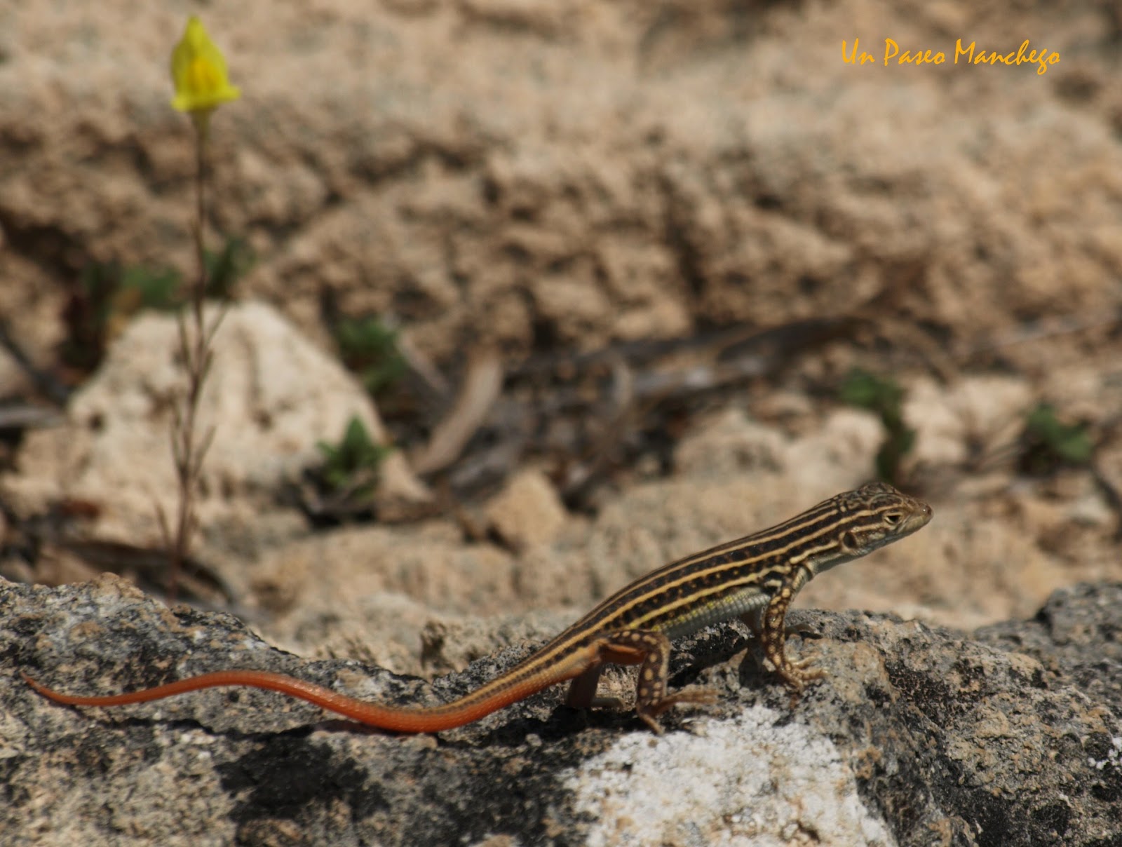 Un Paseo Manchego La Lagartija Colirroja; Acanthodactylus erythrurus.