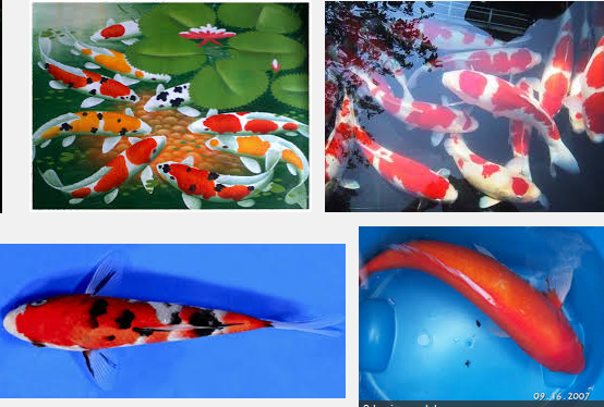 Fakta Informasi Seputar Ikan Koi Fakta Informasi Seputar Ikan Koi