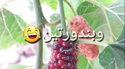 حالات واتساب فيديو مضحكه