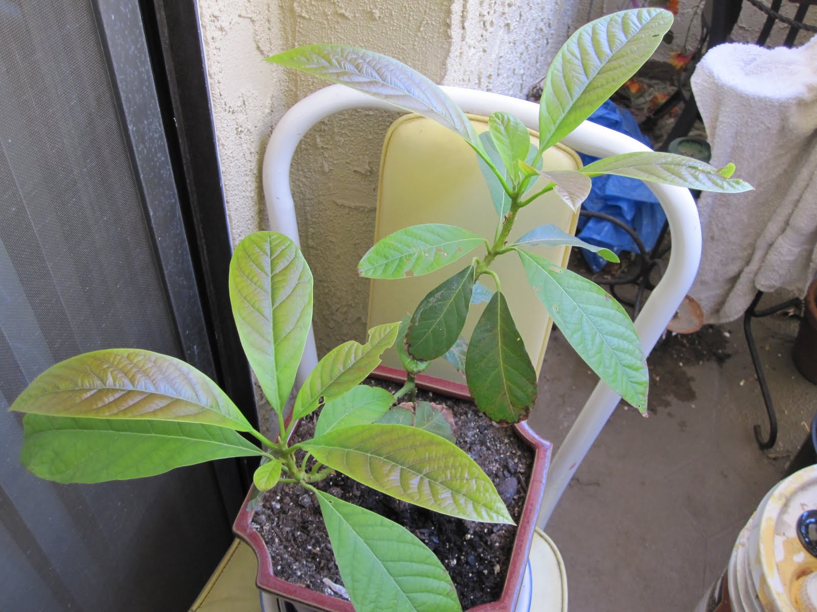 Urban Garden Deck Baby avocado tree is a survivor