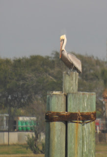 Pelican on pilings
