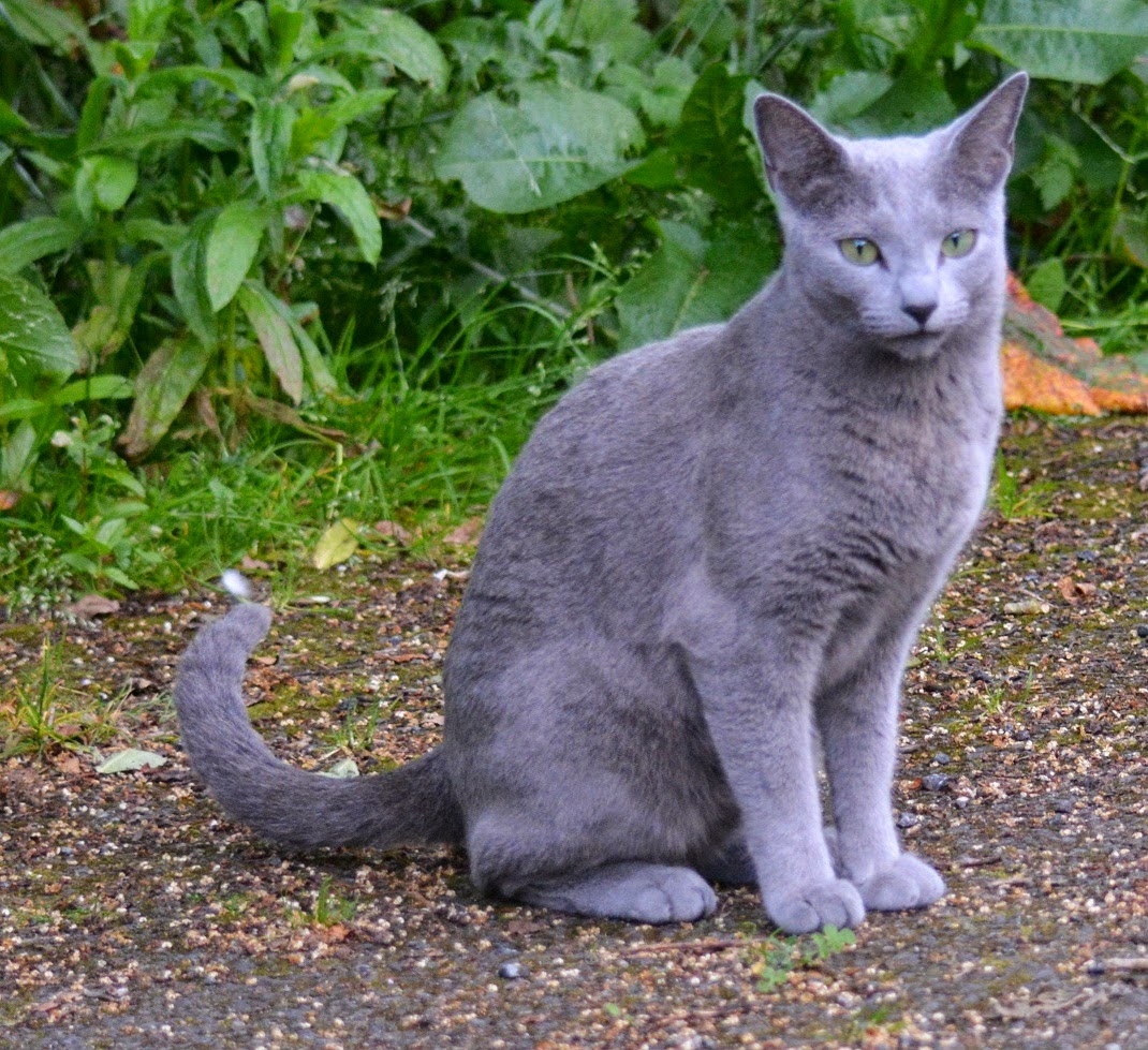 Aberdeen Lost White Cat Aberdeen Lost White Cat