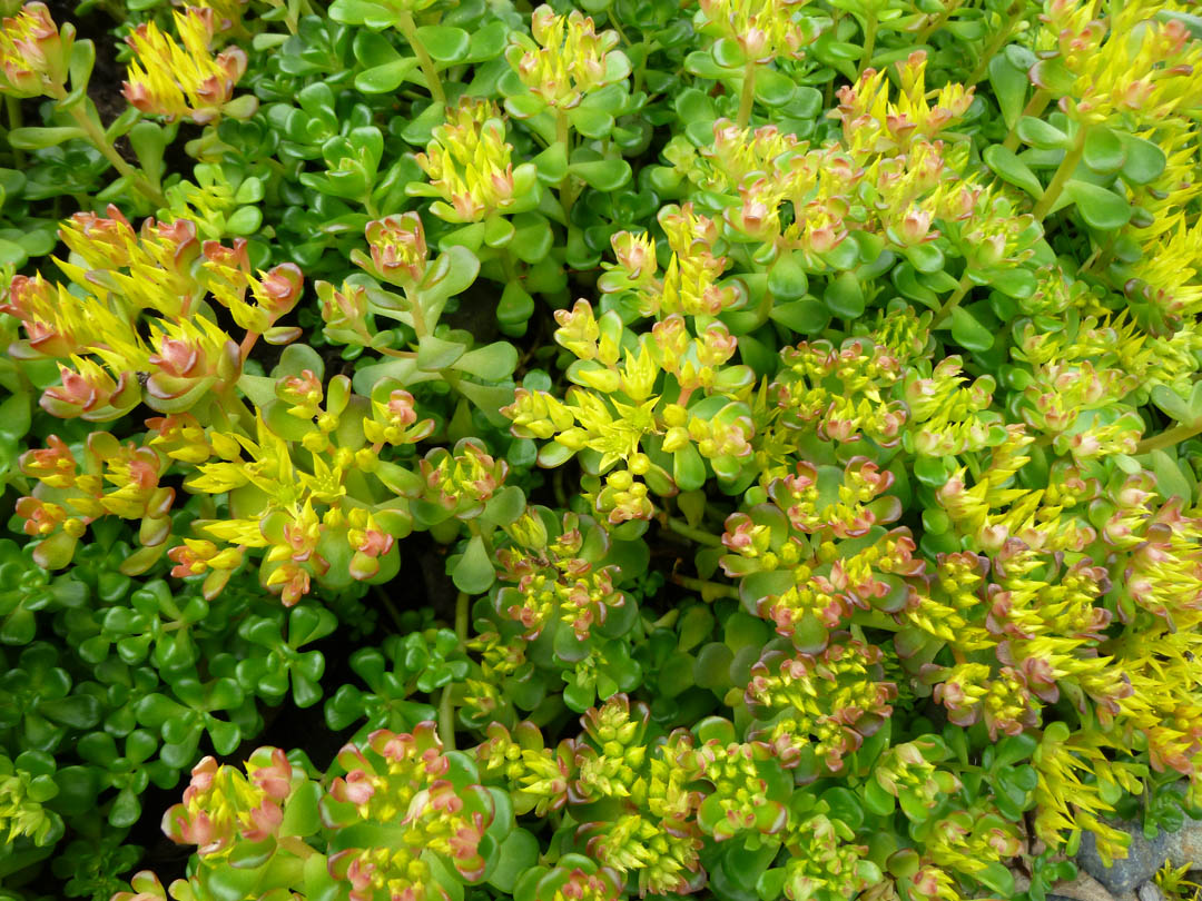 Victory Gardens for Bees Ground Cover for Bumble Bees