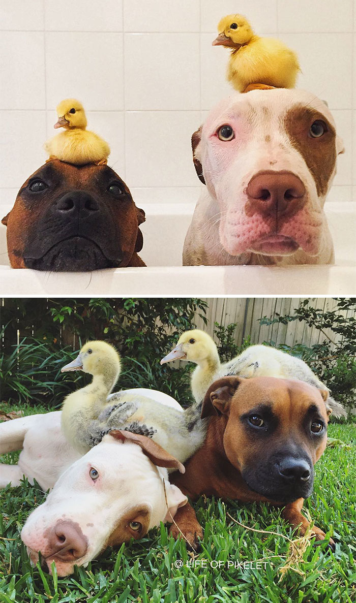 50 Heart-Warming Photos of Animals Growing Up Together - Two Ducklings And Two Of Their Best Friends 50 Heart-Warming Photos of Animals Growing Up Together - Two Ducklings And Two Of Their Best Friends