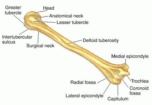 anatomy of bone 