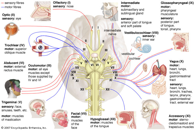 Run it out.: Cranial Nerves (names and their functions)