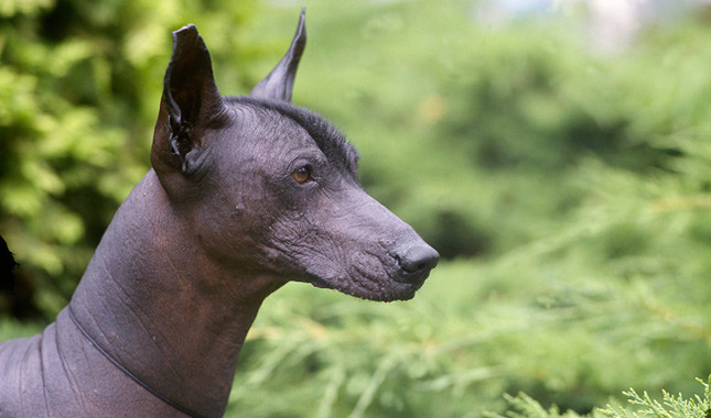 Xoloitzcuintli Breed Profiles : The Mexican Hairless Dogs | Pets Lover Blog