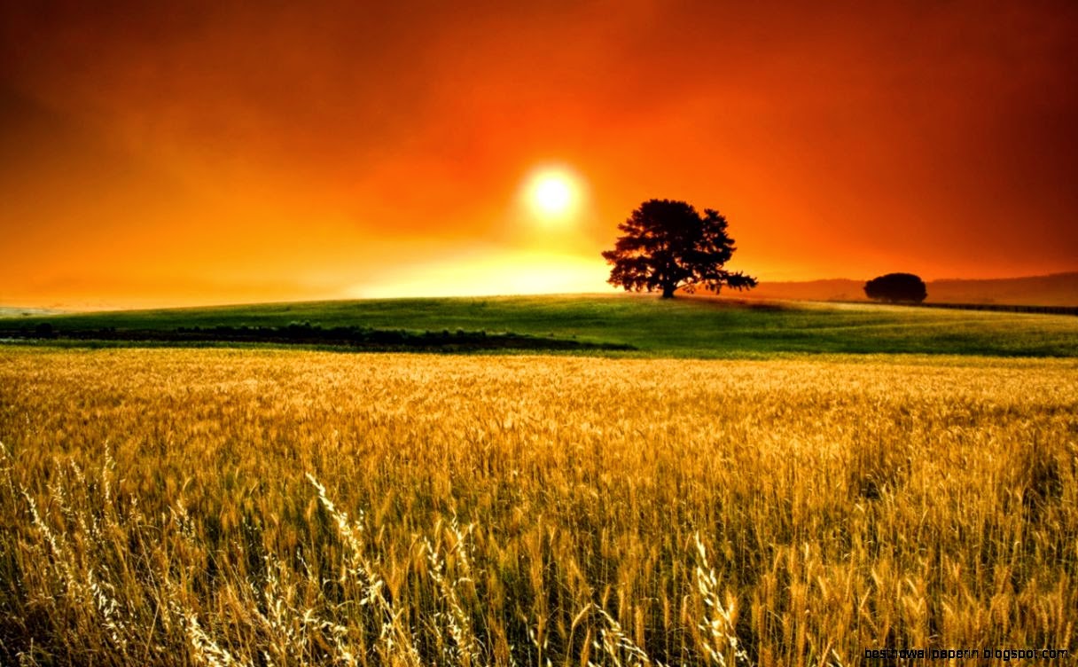 Golden Sunset Landscape Wallpaper High Definition   1280x800