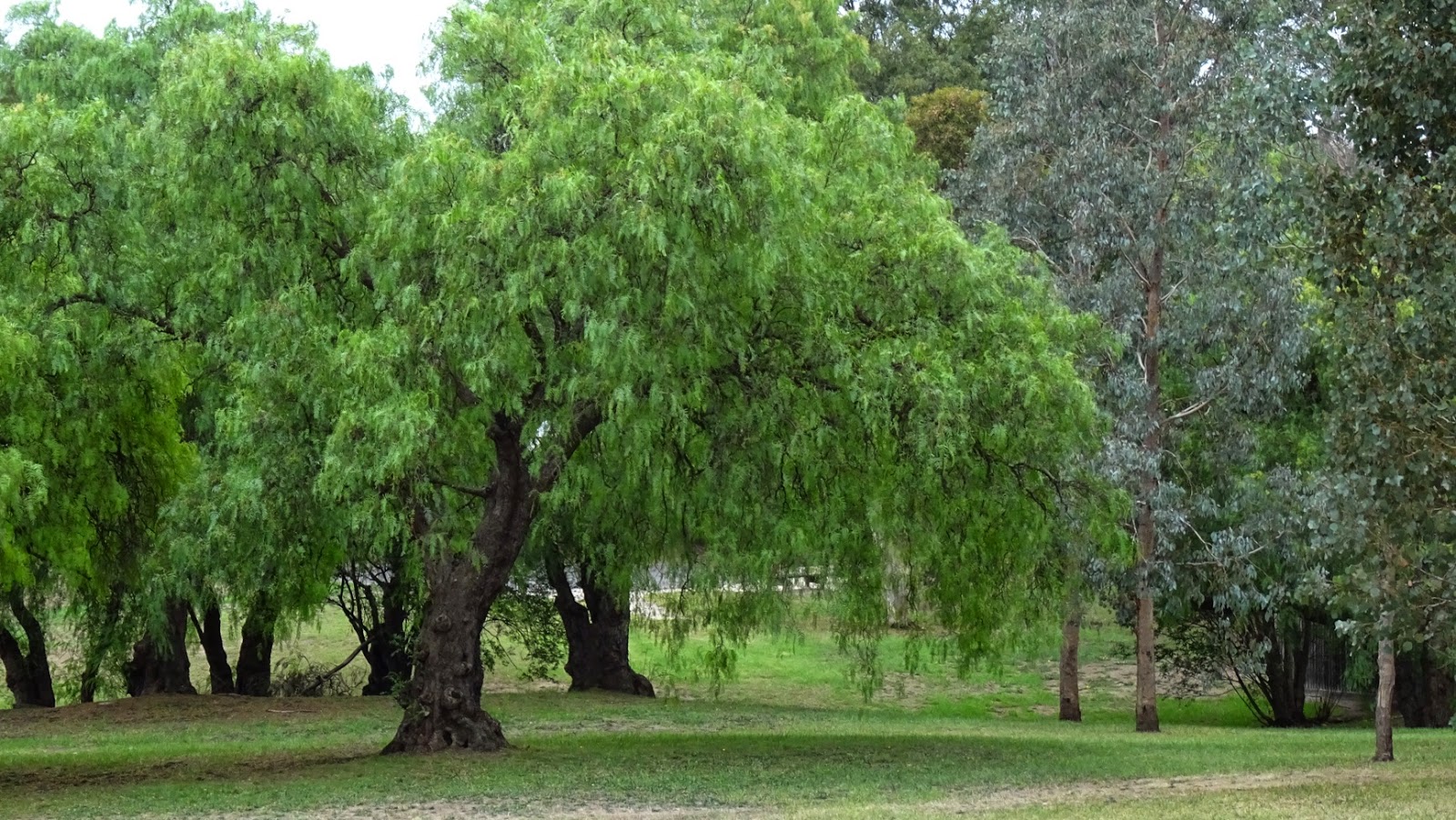 Real World Gardener Peppercorn Tree is Plant of the Week