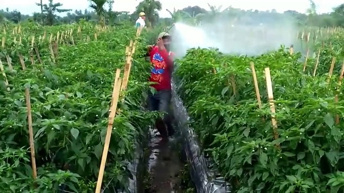 Tips Budidaya Tanaman Cabai Panen Melimpah Dengan Pupuk NASA Tips Budidaya Tanaman Cabai Panen Melimpah Dengan Pupuk NASA