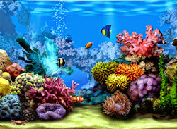reef coral background wallpapers moving desktop computer backgrounds fish tropical zk hipwallpaper
