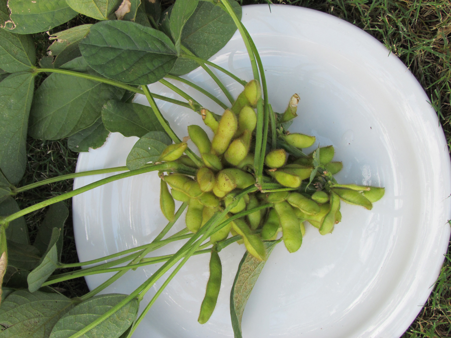 Edible Herbs, Flowers & Other Edibles Grow Your Own Dinner! 2016