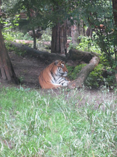 тигр в ровенском зоопарке
