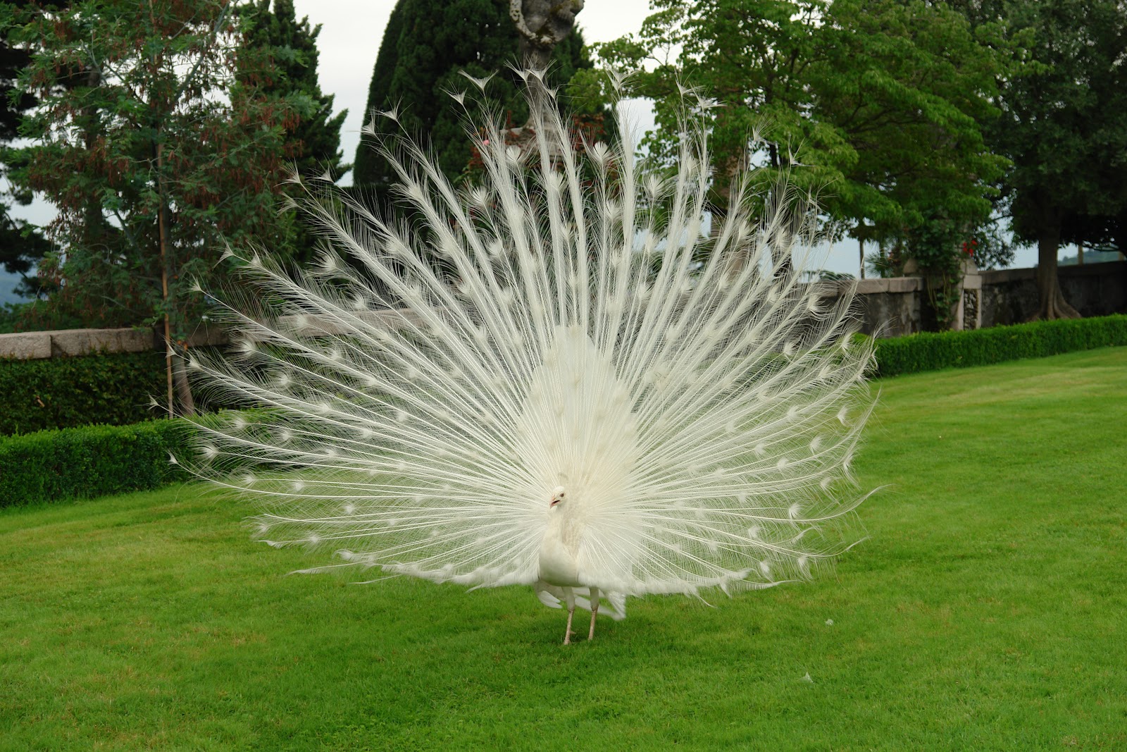 Lago Maggiore Reisen Die Isola Bella, auch heute noch einzigartig!