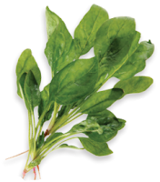Spinach Spinach