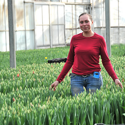 Tulips for Valentine's Day Ila Tulip Team Leader