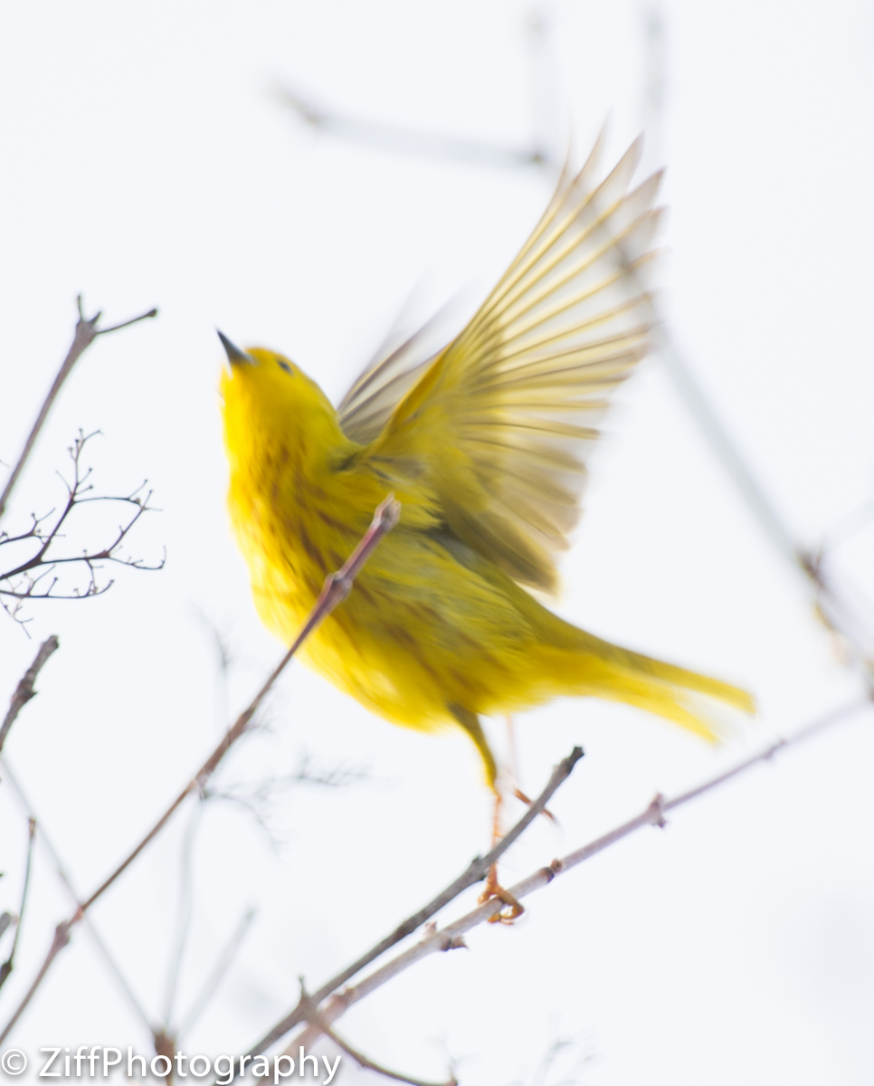 Ziff Photography Festival of Birds at Point Pelee National Park