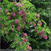 Robinia margaretta 'Casque Rouge' inflorescences  - Robinia Małgorzaty 'Casque Rouge'   kwiatostany