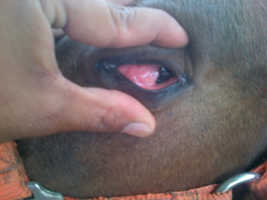 tratamiento antibiotico para celulitis bacteriana
