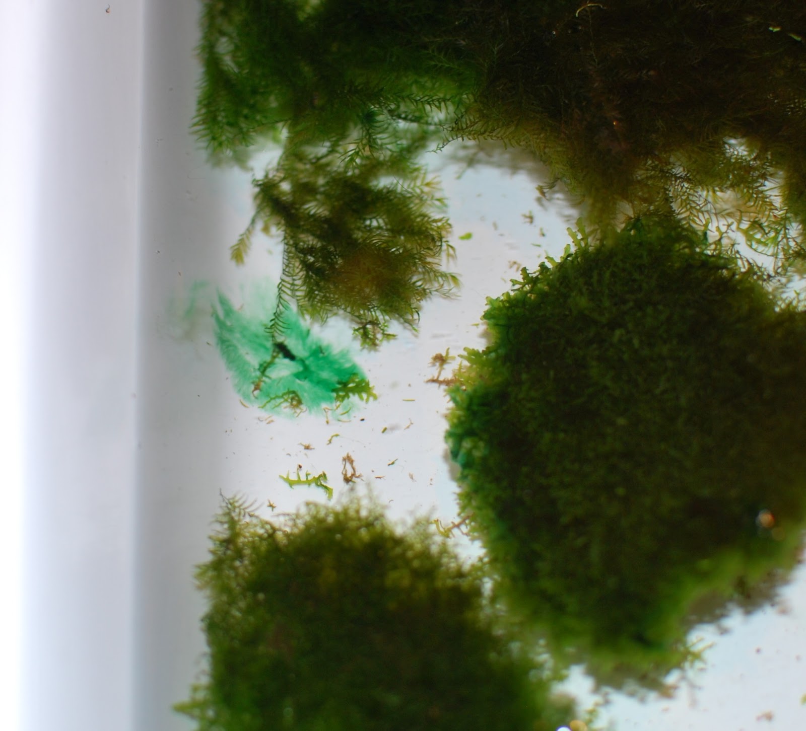 Синезеленые водоросли. Нитчатые водоросли. Водоросли красками. Синезелёные водоросли фото.