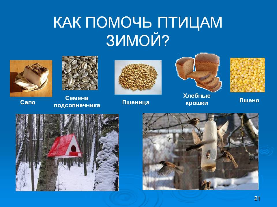 Поможем животным зимой. Статья как помочь животным в зимнее время. "животным трудно зимой". Поможем птицам зимой. Помоги птицам зимой.