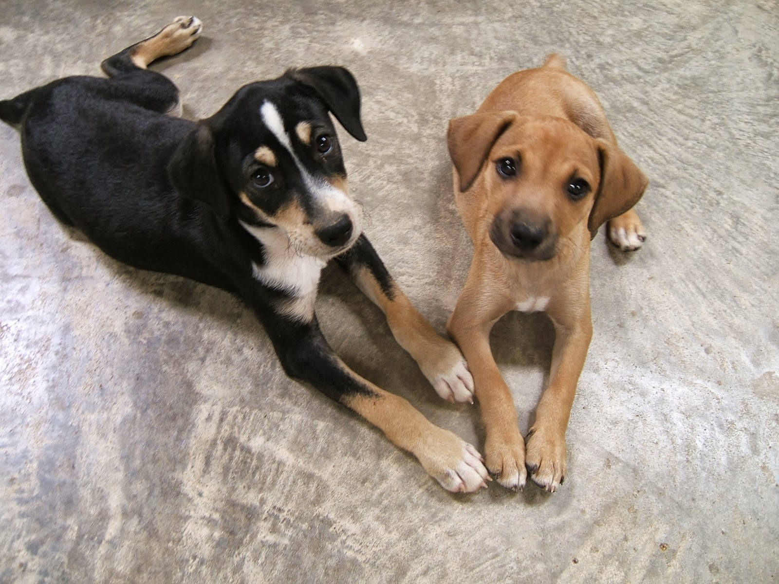 Galla FeistSquirrel Dog Hunting Photo Gallery Spike