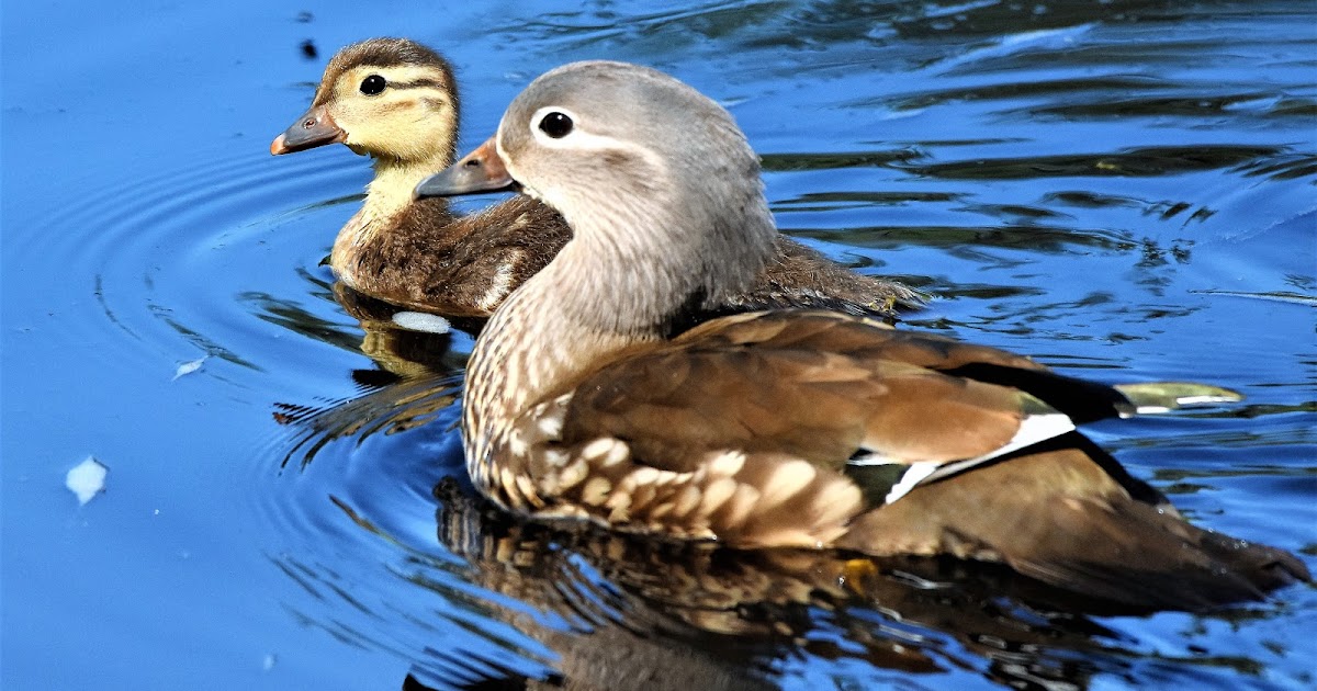 Andrew Robin photography. Mandarin Duck and Chicks.