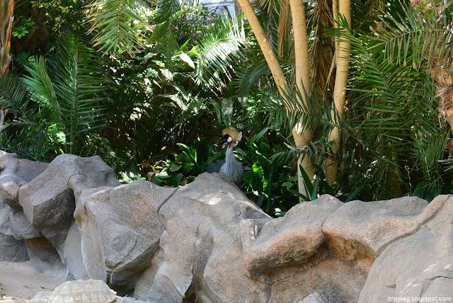 Тенерифе Свободная птичка в Лоро Парке