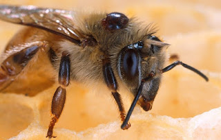 abelhas assassinas
