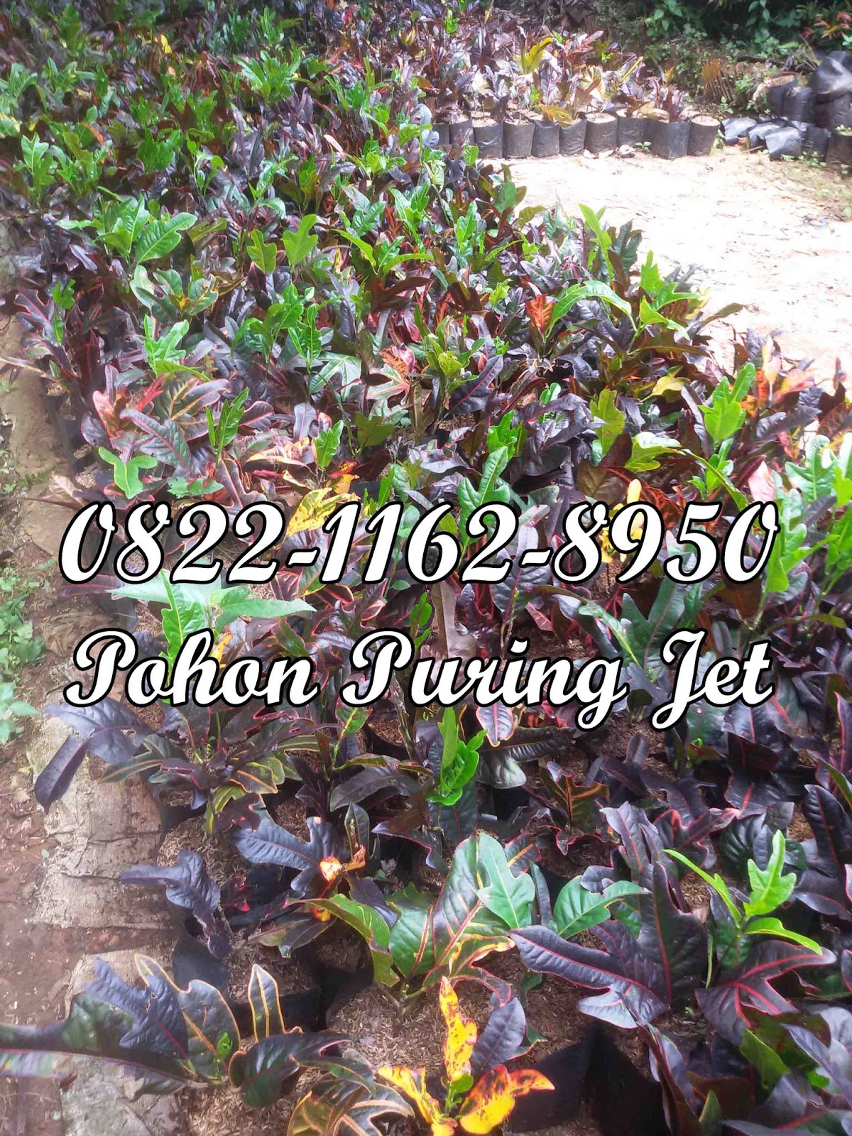 jual aneka pohon puring pohon puring hias tanaman jual aneka pohon puring pohon puring hias tanaman