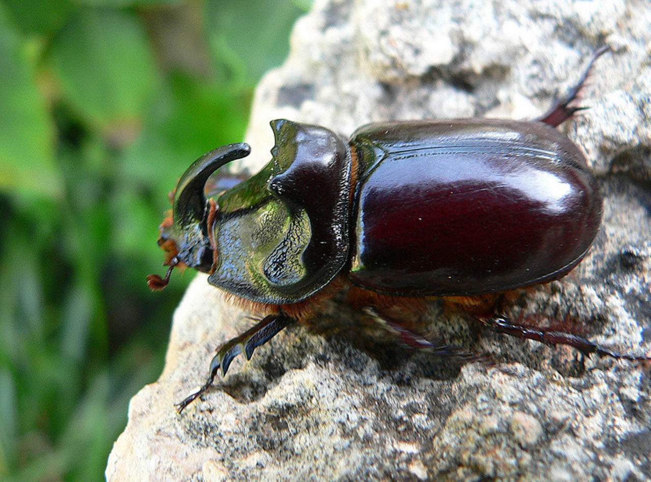 of animal rhinoceros beetle the rhinoceros beetles or rhino beetle ...