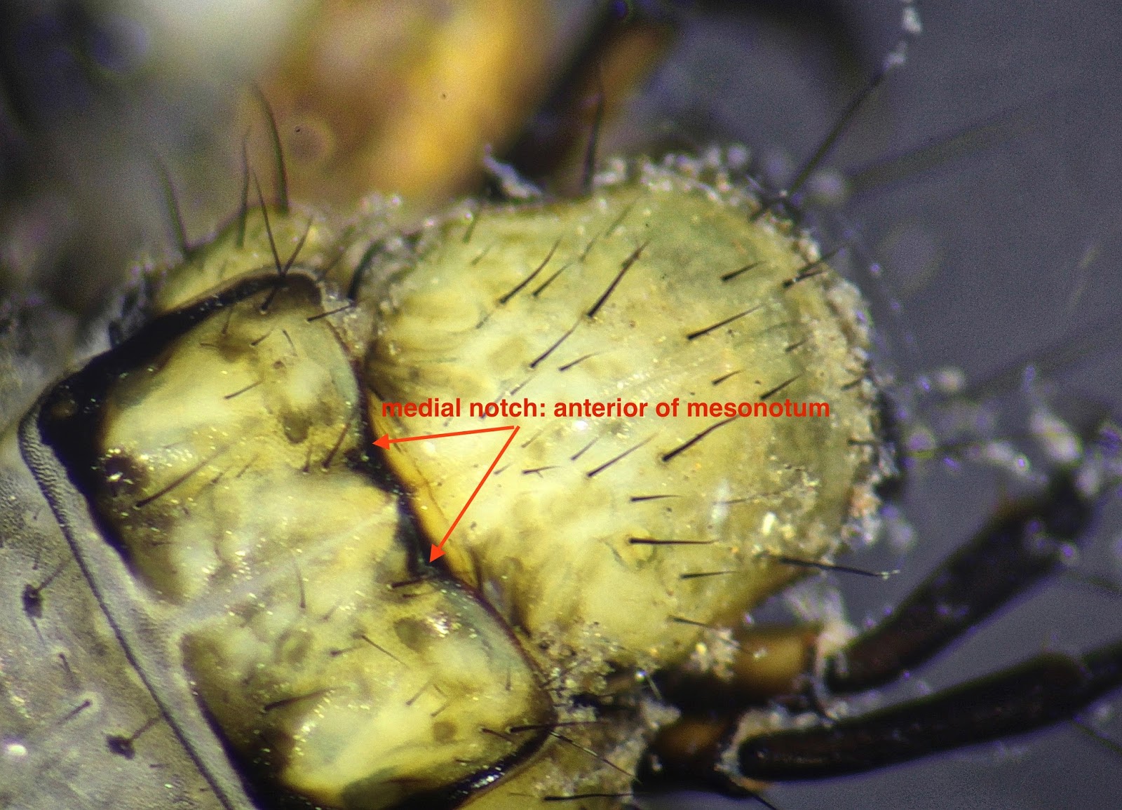 Aquatic Insects of Central Virginia The caddisfly family Uenoidae is