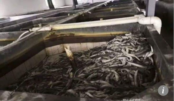 FOTOS: Esturiones chinos muertos detienen construcción de resort ecológico en China. FOTOS: Esturiones chinos muertos detienen construcción de resort ecológico en China.