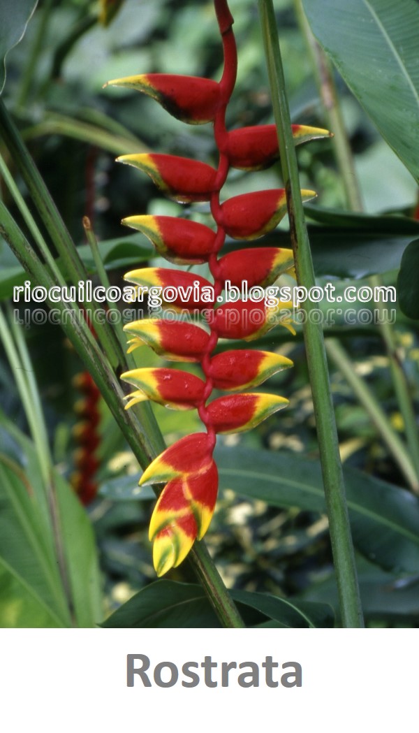 Flores de Río Cuilco