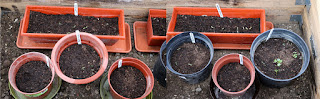 Salads and flowers in the first raised bed bay Salads and flowers in the first raised bed bay