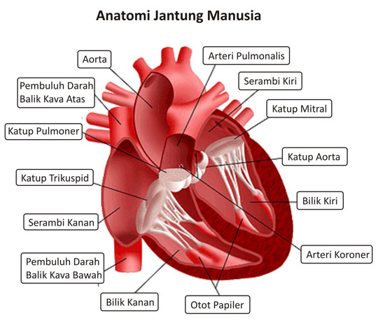 5 Gambar Jantung Insan Dan Klarifikasi Keterangan