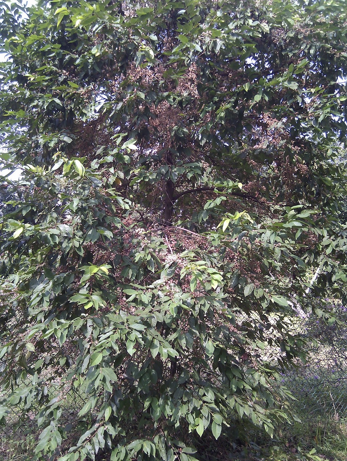Plants found in Singapore Syzygium polyanthum