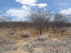 Área de caatinga degradada