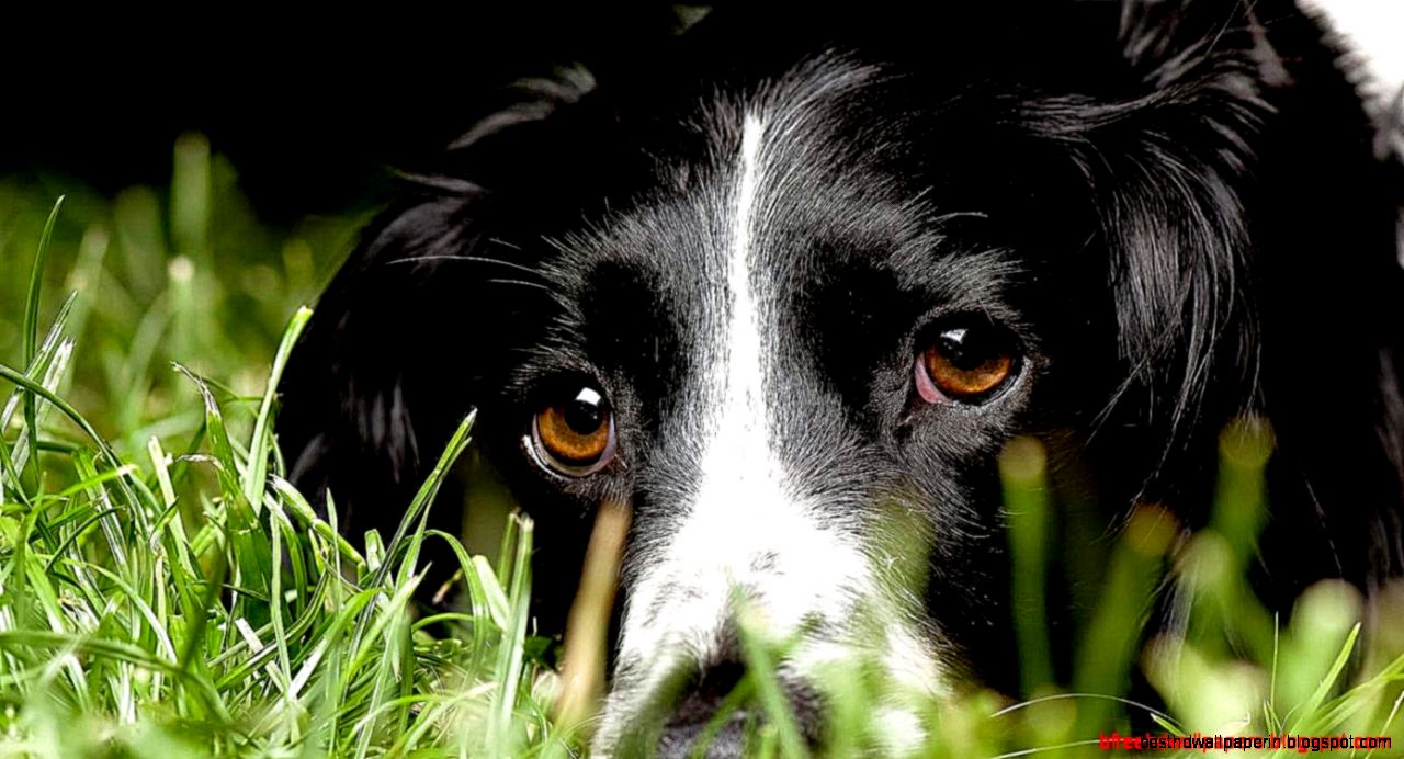 Dog Macro Photo Hd Wallpaper  Best Desktop Wallpapers