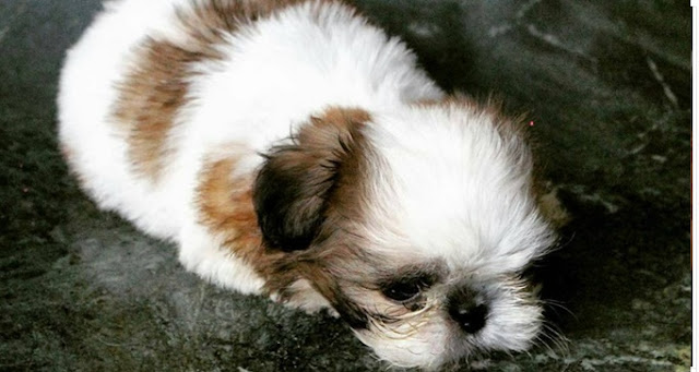 Seu SHIH TZU tem mais chances de morrer de CÂNCER do que você - Veja como Previnir