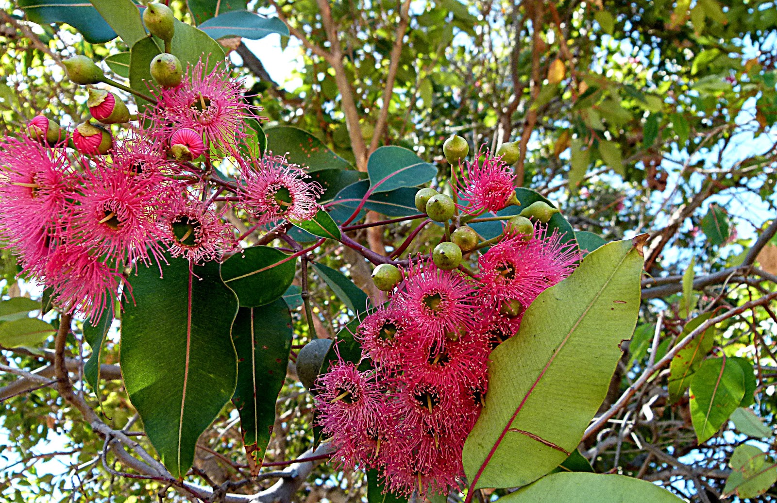 Perth Daily Photo Red Flowering Gum Tree.....