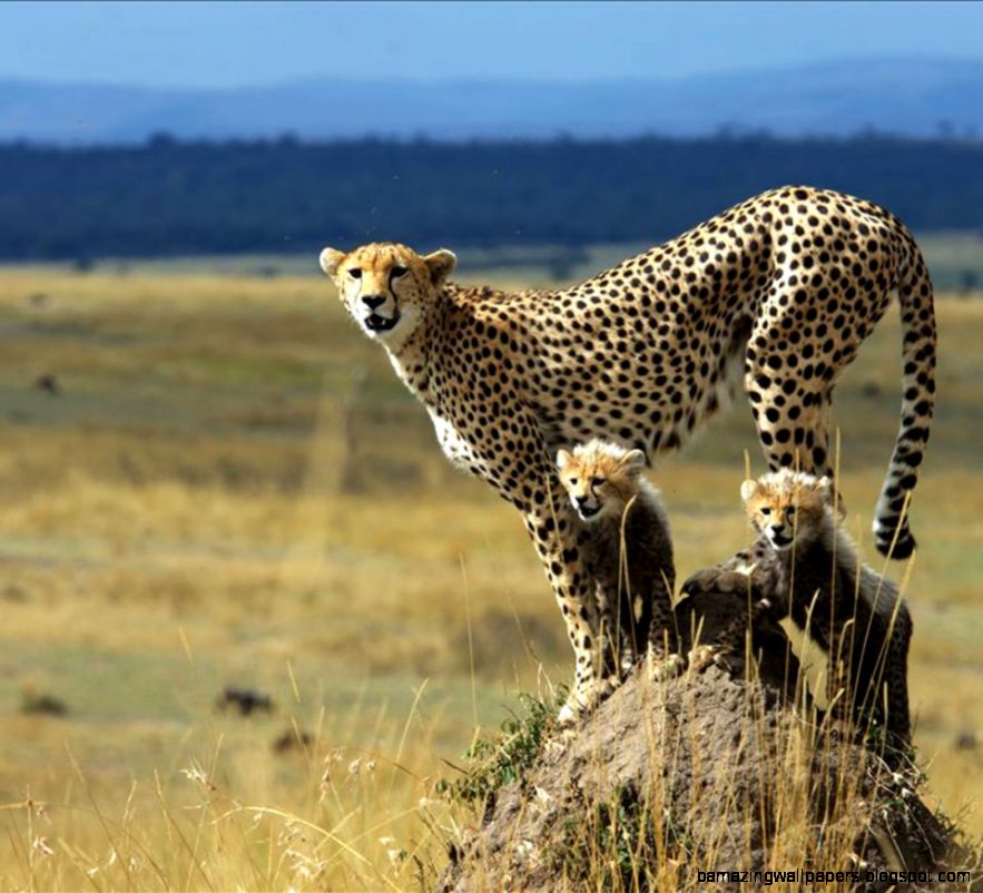 1d9bba05211c4f1f9e407eaebe3f