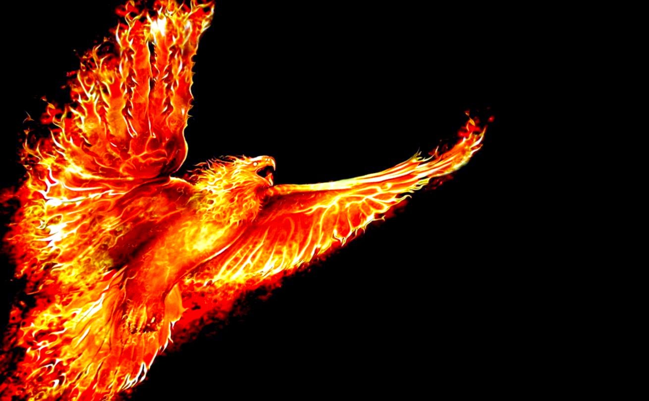 fire phoenix black background HD Wallpaper   Birds 894738