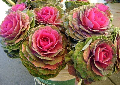 THE FLOWER GARDEN : Rose Types and Rose Varieties