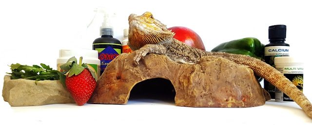 bearded dragon diet - Tips
