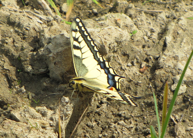 Paź królowej (Papilio machaon)