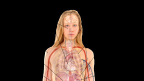 Anatomy Of Internal Organs Female / Human body model showing female anatomy with internal organs, digital 3d render illustration ...