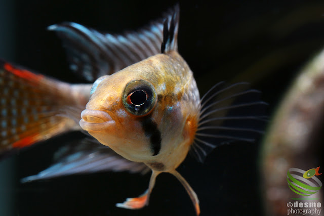 F1, Apistogramma sp. tame