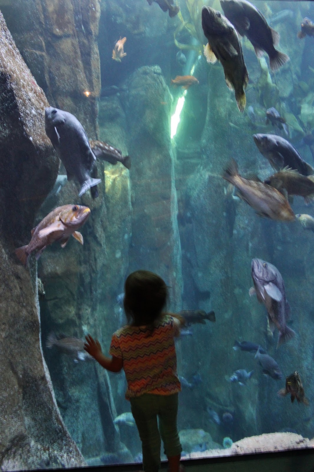 The Blakeys: Oregon Coast Aquarium - June+14+222